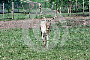 Gray Deer in the Parque Zoologico Lecoq in the capital of Montevideo in Uruguay. photo