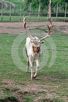 Gray Deer in the Parque Zoologico Lecoq in the capital of Montevideo in Uruguay.