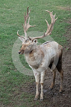 Gray Deer in the Parque Zoologico Lecoq in the capital of Montevideo in Uruguay. photo