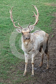 Gray Deer in the Parque Zoologico Lecoq in the capital of Montevideo in Uruguay. photo