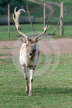 Gray Deer in the Parque Zoologico Lecoq in the capital of Montevideo in Uruguay. photo