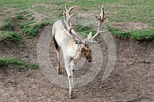 Gray Deer in the Parque Zoologico Lecoq in the capital of Montevideo in Uruguay. photo