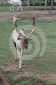 Gray Deer in the Parque Zoologico Lecoq in the capital of Montevideo in Uruguay. photo