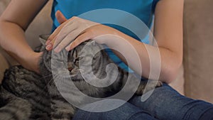 A gray disgruntled cat on the lap of a woman sitting on the couch