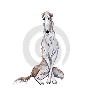 gray dog breed Russian Greyhound sits. isolated on white background