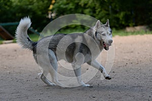 Gray dog breed Siberian Husky