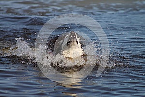 Gray dog breed Siberian husky splashing in the water, splashing around