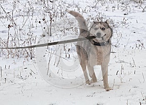 Gray dog with bulging blue eyes indulges and gnaws at the leash