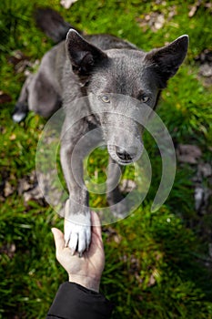 A gray dog gives a paw to a girl