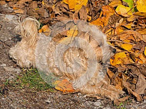 Gray dog in the leaves