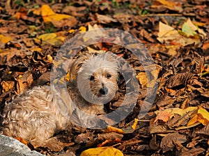 Gray dog in the leaves