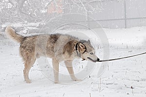 Gray dog pulls the leash with his teeth for a walk