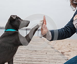 A gray dog with a white chest in a mint-colored collar gives a paw