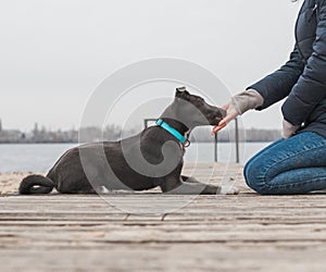 A gray dog with a white chest in a mint-coloured collar licks a girl`s hand