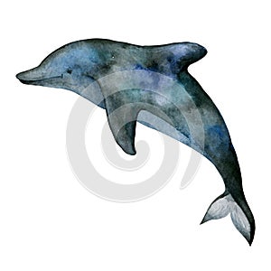 Gray dolphin. Sea dweller Watercolor. Isolated object on white background.