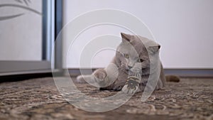 Gray Domestic British Cat Playing on a Carpet with a Pine Cone. Slow-motion