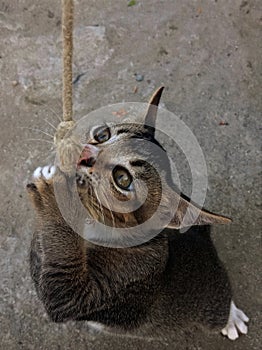 gray domestic cat hanging on a rope