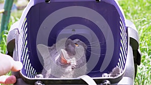 Gray Domestic Cat on a Leash Sits and Hides in a Pet Carrier on Grass Outdoors