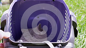 Gray Domestic Cat on a Leash Sits and Hides in a Pet Carrier on Grass Outdoors