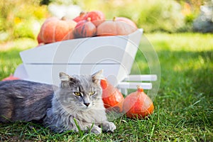 Gray domestic cat lying on grass near white decorative wooden cart full of orange pumpkins in the backyard surrounded by green