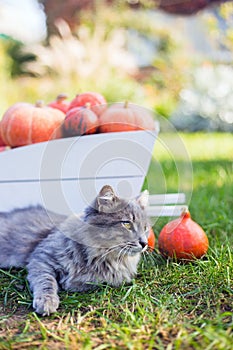 Gray domestic cat lying on grass near white decorative wooden cart full of orange pumpkins in the backyard surrounded by green