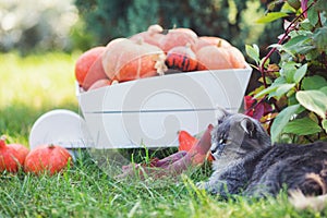 Gray domestic cat lying on grass near white decorative wooden cart full of orange pumpkins in the backyard surrounded by green