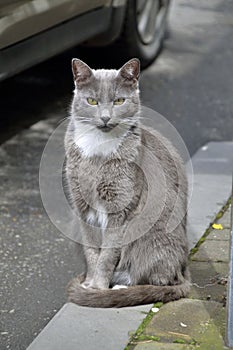 Gray domestic cat sitting atop a sidewalk in front of a car parked along the street