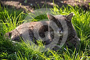 Gray domestic cat sleeping in the grass. Cat is basking in the sun