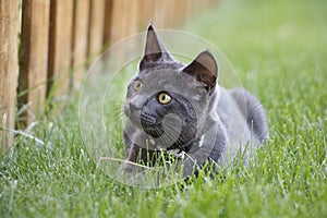 Gray Domestic Short Hair Kitten Sitting in Grass