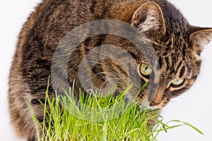 gray domestic tabby cat eating fresh green oats sprouts close-up on white background with selective focus and blur