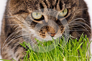 gray domestic tabby cat eating fresh green oats sprouts close-up on white background with selective focus and blur