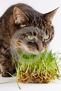 gray domestic tabby cat eating fresh green oats sprouts close-up on white background with selective focus and blur