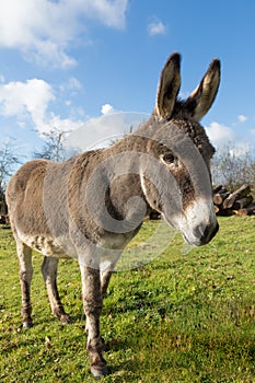 Gray donkey