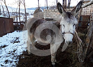 Gray Donkey - au pair