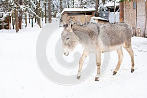 A gray donkey on a farm in winter. side view