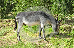 Gray donkey