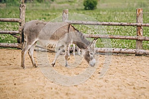 Gray donkey goes and looks for something in the sand