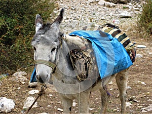 Gray donkey with half empty panniers on the back