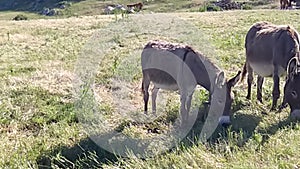 Gray donkeys on Mont Ventoux