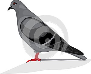 Gray dove