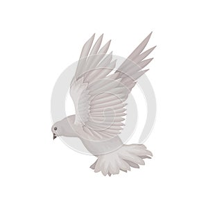 Gray dove in flying action. Bird with wide open wings. Fauna theme. Flat vector for invitation or greeting card photo