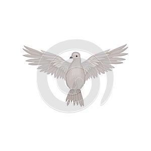 Gray dove in flying action with wide open wings, front view. Fauna theme. Flat vector for poster or ornithology book