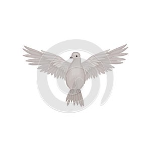 Gray dove in flying action with wide open wings, front view. Fauna theme. Flat vector for poster or ornithology book photo