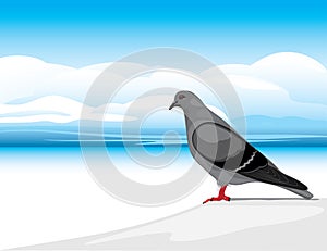 Gray dove on a skyscape background photo