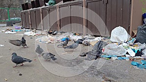 Gray doves peck from the asphalt on dump near metal trash bins.