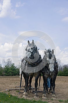 Gray Draft Horse Team