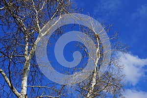 Gray dry trees and poplar branches against the blue sky and clouds