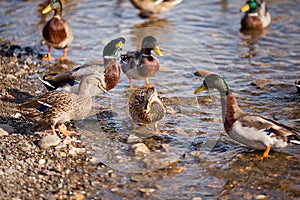 Gray duck