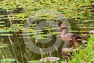 A gray duck sits on the shore by the lake. Grass, trees and pitchers with reflection in the water.