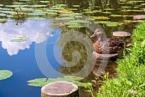 A gray duck sits on the shore by the lake. Grass, trees and pitchers with reflection in the water.